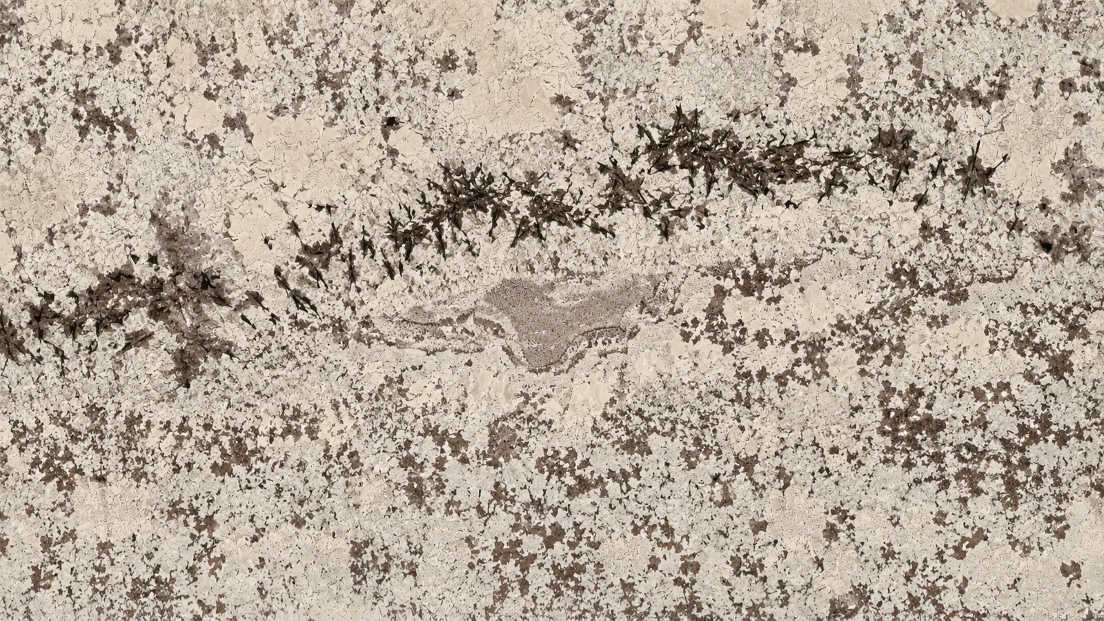 Blanco Potiguar Brown Granite Luxury Slabs For Dining Tops