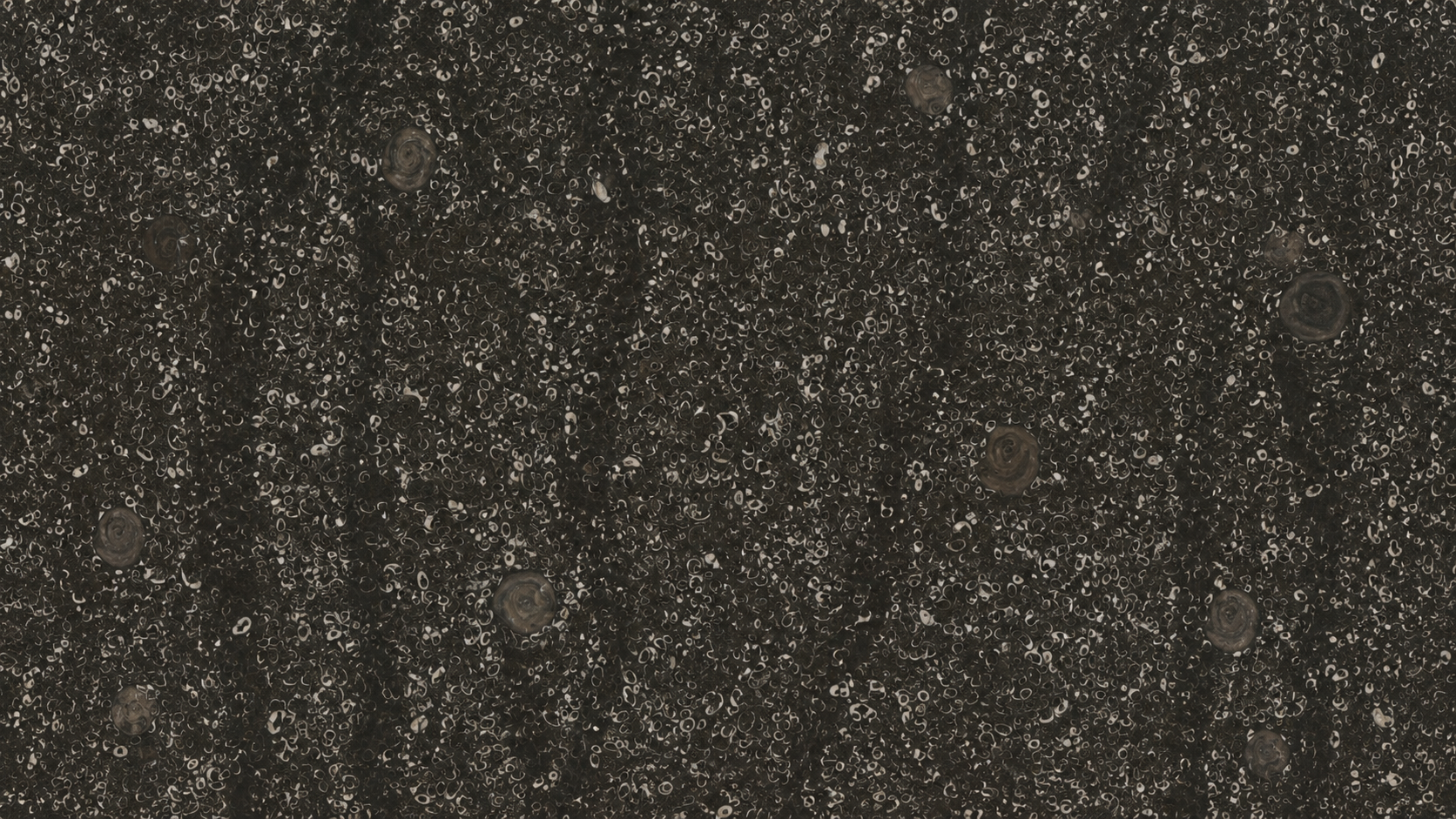 Sea Shell Black Marble Luxury Slabs For Bar Tops thumbnail 2