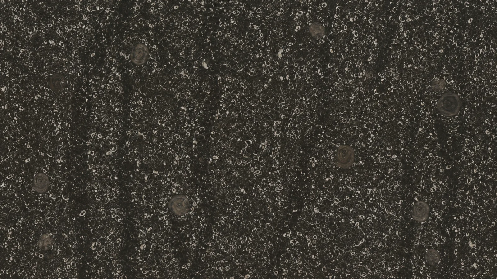 Sea Shell Black Marble Luxury Slabs For Bar Tops thumbnail 2