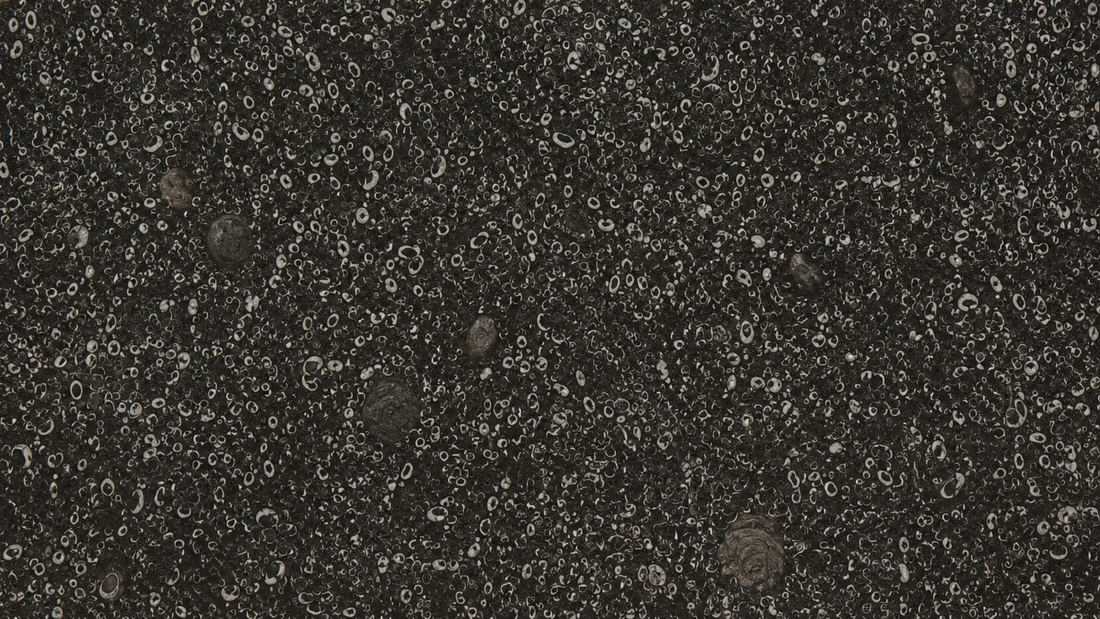 Sea Shell Black Marble Luxury Slabs For Bar Tops thumbnail 3