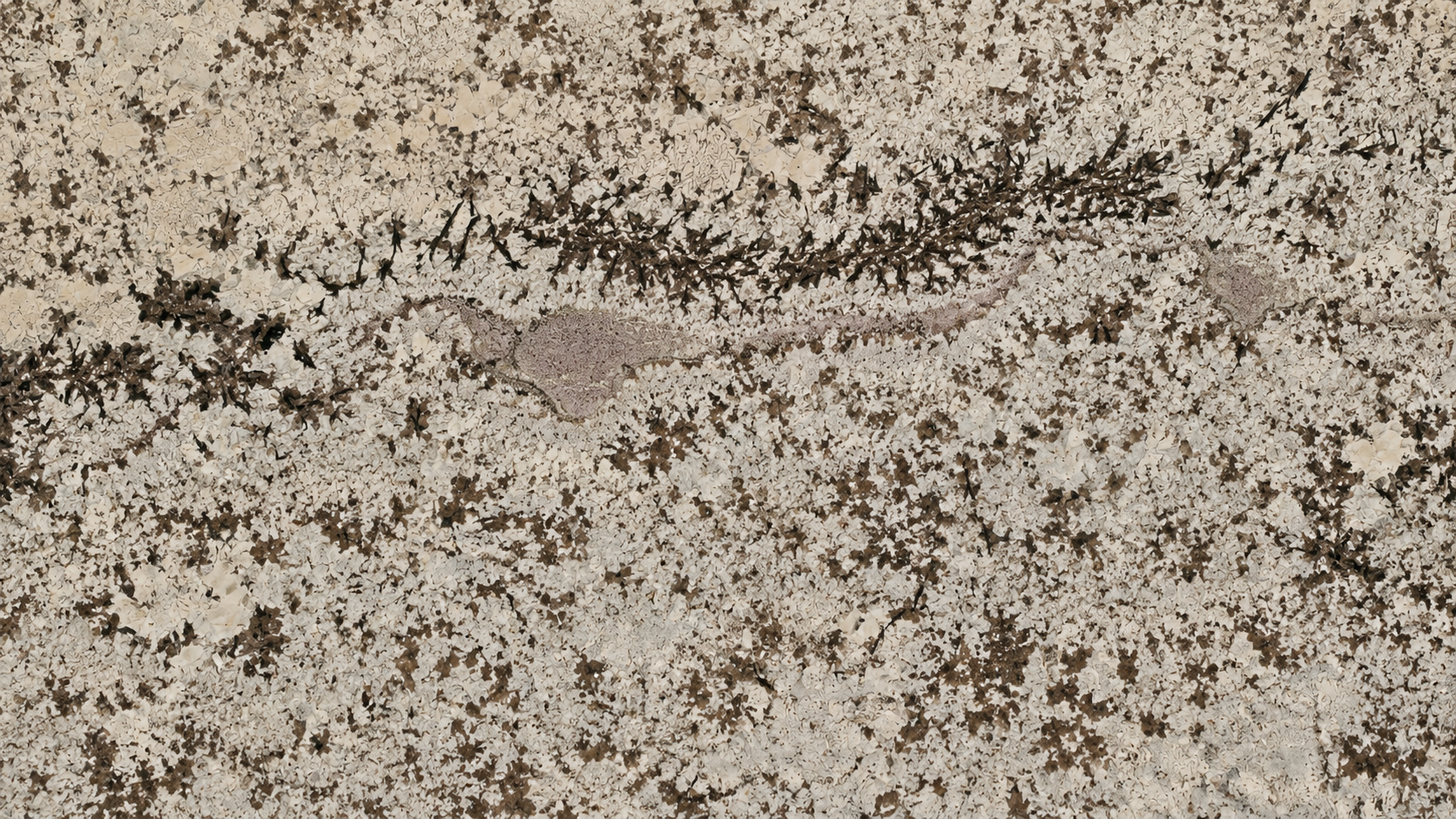 Blanco Potiguar Brown Granite Luxury Slabs For Dining Tops thumbnail 2