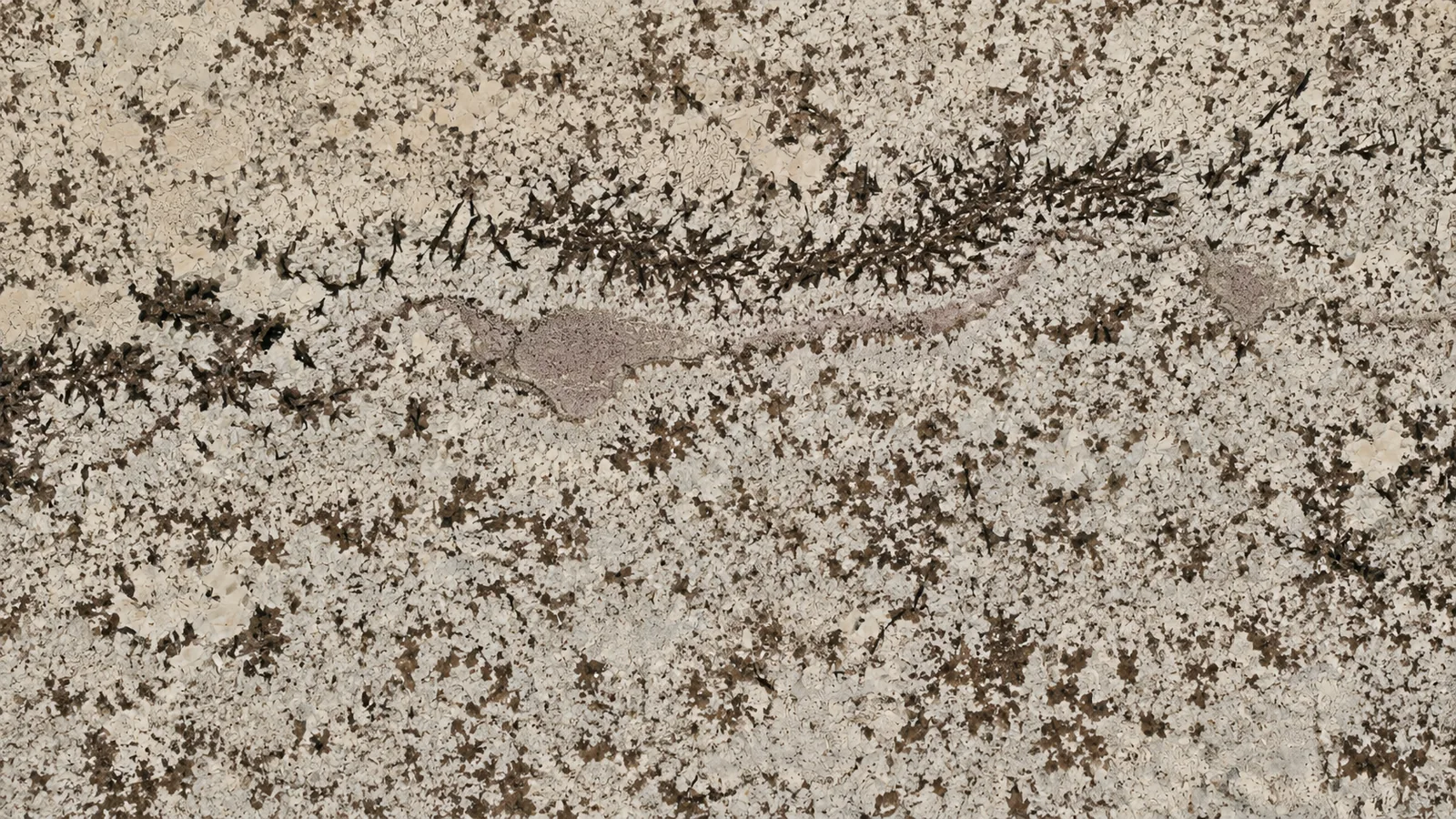 Blanco Potiguar Brown Granite Luxury Slabs For Dining Tops thumbnail 2