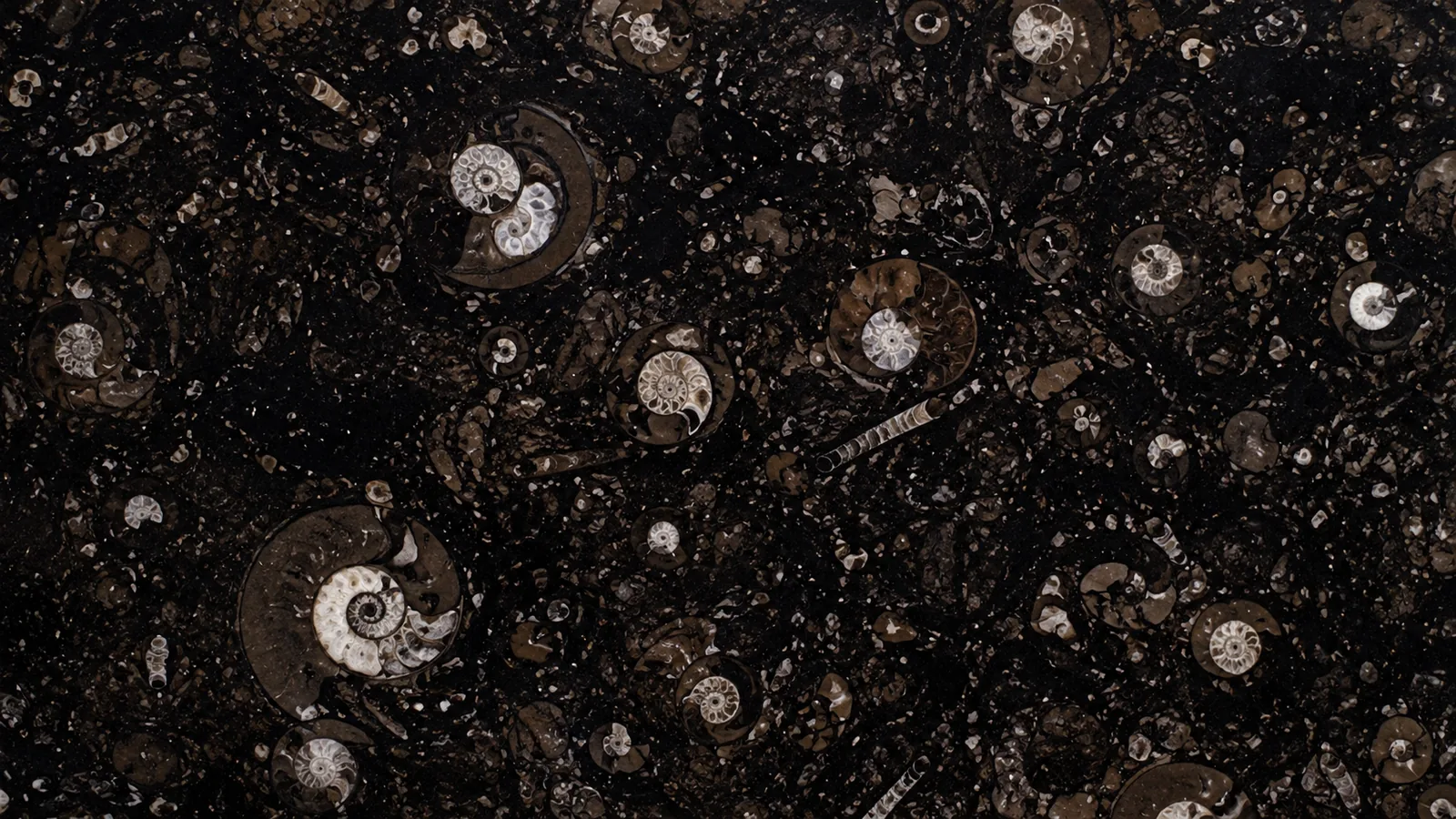 Black Fossil Limestone Slabs For Dining Tops thumbnail 2