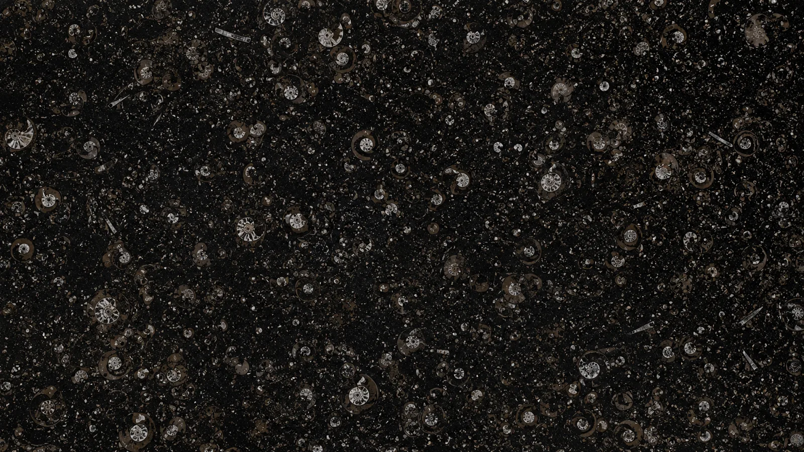 Black Fossil Limestone Slabs For Dining Tops thumbnail 3
