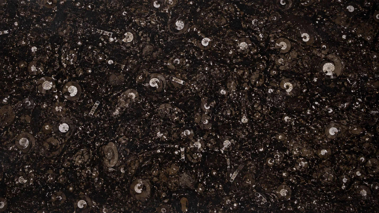 Black Fossil Limestone Slabs For Dining Tops