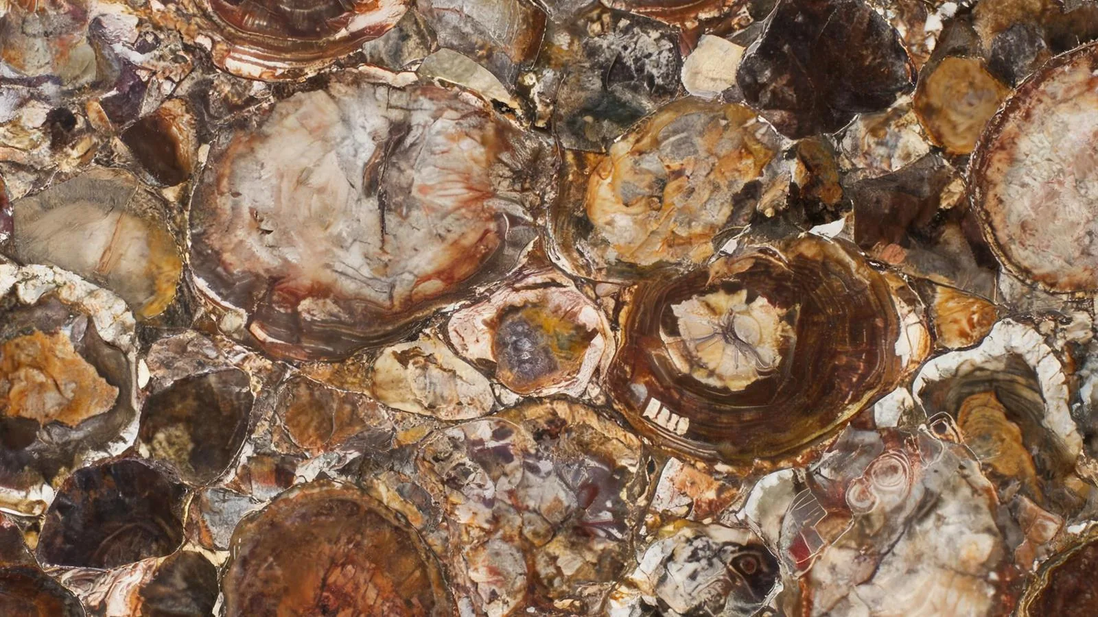 Petrified Wood Slabs for Luxury Interiors thumbnail 4